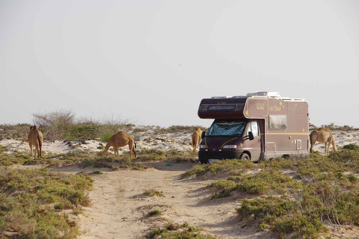 Wohnmobil in der Wüste des Oman mit Kamelen