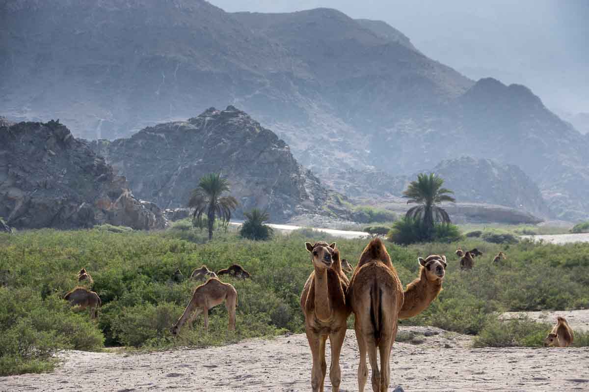 Kamele an einem Strand im Oman