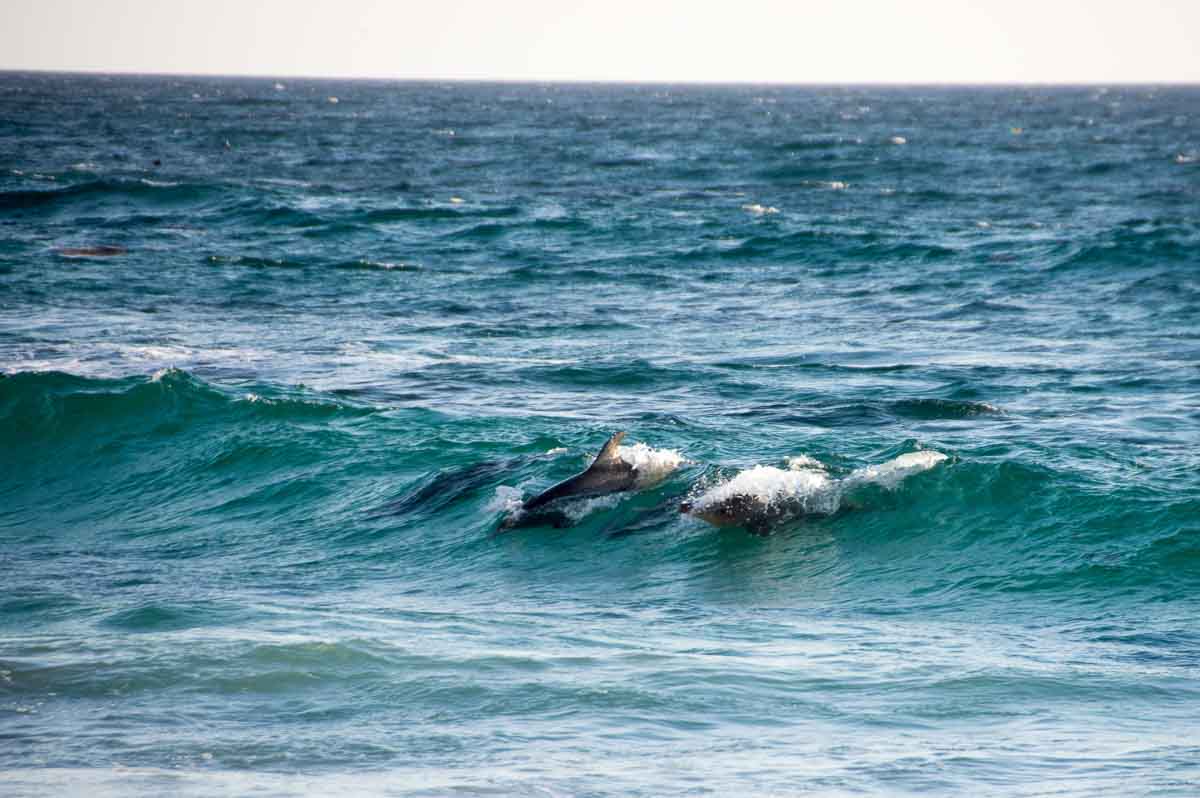 Delphine spielen an einem Strand im Oman