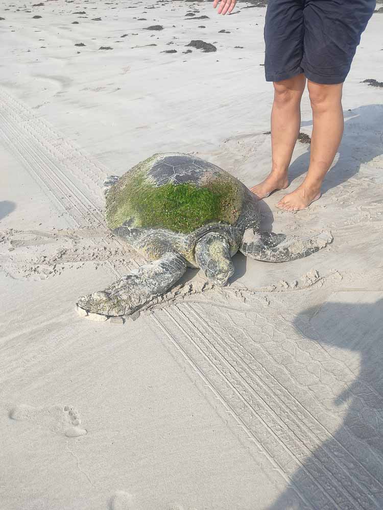 Leider viele tote Schildkröten sind an den Stränden zu finden, aber auch so manche lebende