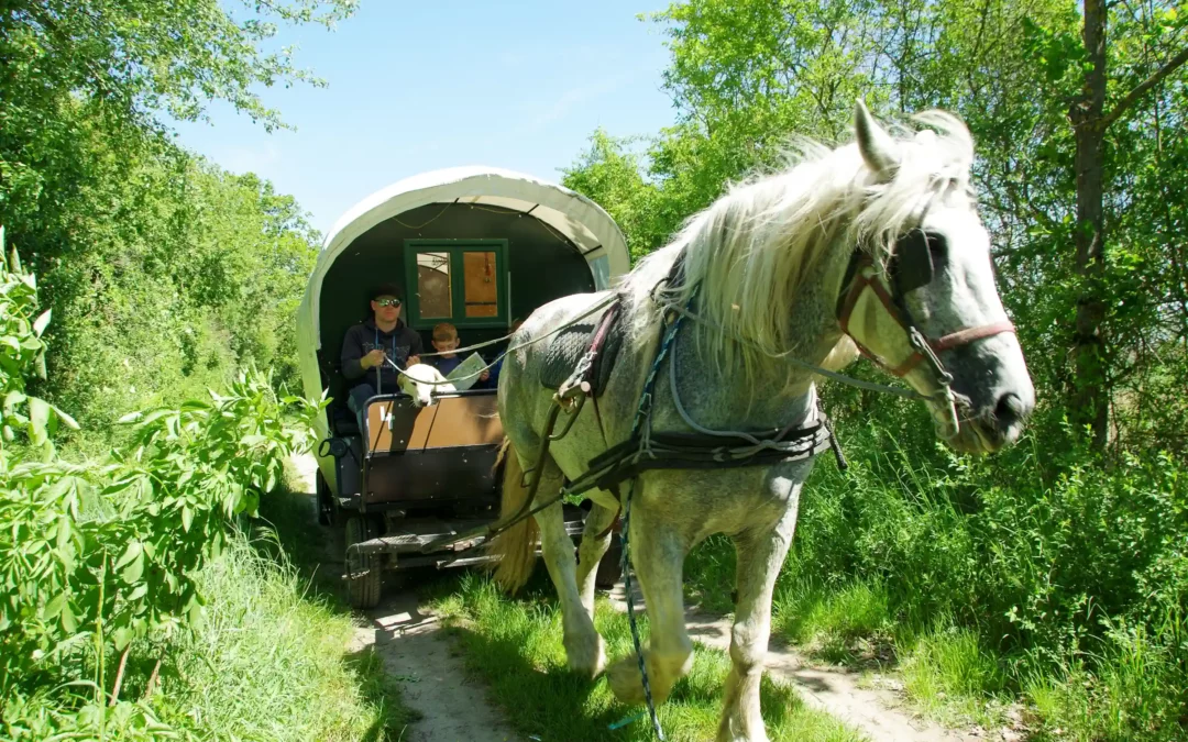 Planwagen-Urlaub in der Uckermark: Unser unvergessliches Camping-Erlebnis