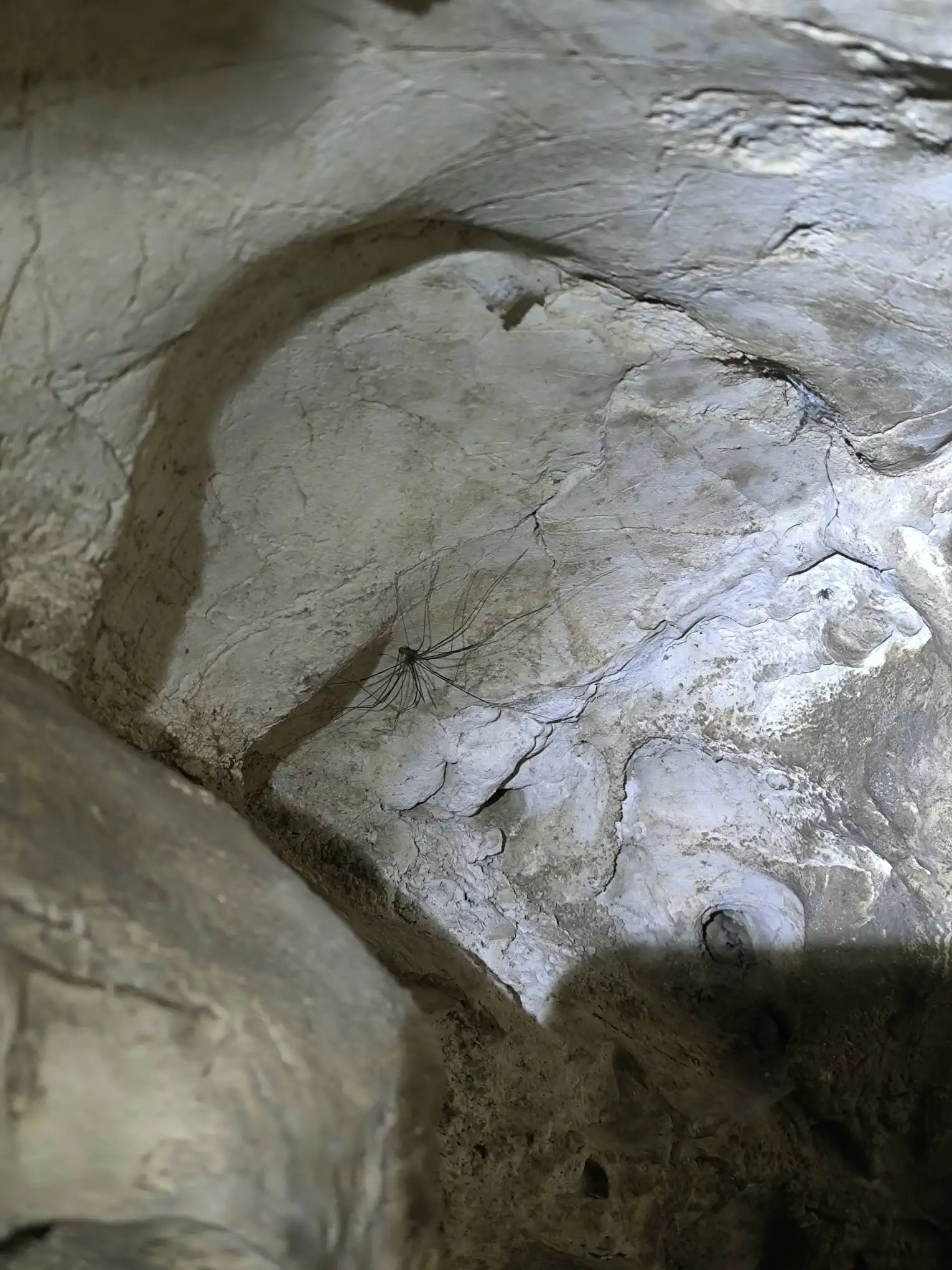 IMG_20240908_Gustav-Jakob-Höhle Spinnen Wohnmobil in der Wüste des Oman mit Kamelen
